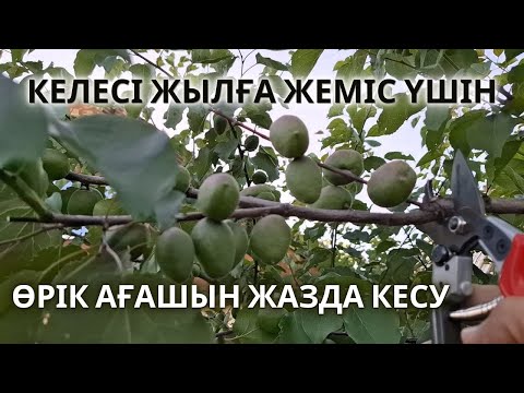 Видео: ӨРІК АҒАШЫН ЖАЗДА КЕСУ, келесі жылы мол жеміс алу үшін