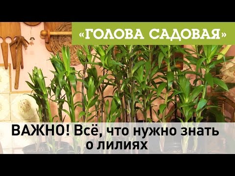 Видео: Голова садовая - ВАЖНО! Всё, что нужно знать о лилиях