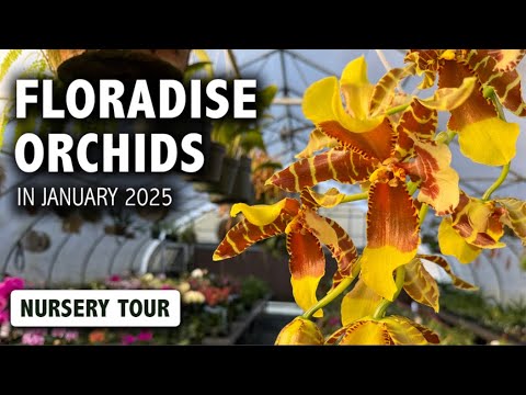 Видео: Экскурсия по питомнику орхидей Floradise в январе 2025 г. | РЕДКОЕ цветение Rossioglossum + каттл...