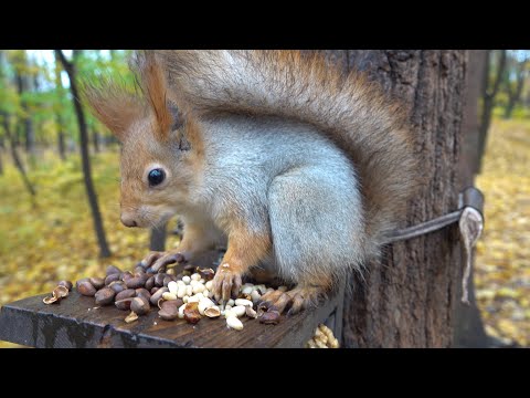Видео: Кормлю знакомую белку / I'm feeding a familiar squirrel
