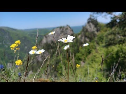 Видео: Гора Трезубец Адыгея