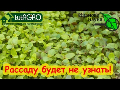 Видео: ПОЧЕМУ Я РАНЬШЕ НЕ ЗНАЛ ЭТОЙ СХЕМЫ? Ухаживаю за рассадой только так!!! Хилая рассада пойдет в рост.