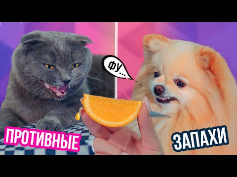Видео: РЕАКЦИЯ КИСЫ БАТТЕРС И СОБАЧКИ ЭЛИС НА СТРАННЫЕ ЗАПАХИ В СЛОУМО