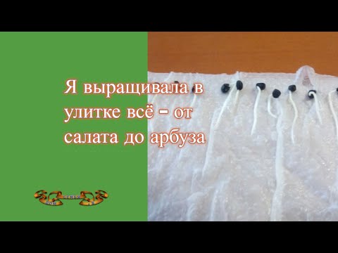 Видео: Посев семян в улитку, выращивание без воды и пересадка в грунт, как вели себя овощные культуры