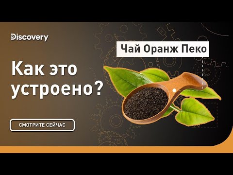 Видео: Чай Оранж Пеко | Как это устроено | Discovery