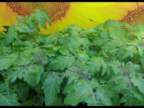 Видео: ОСНОВНЫЕ ОШИБКИ ПРИ ВЫРАЩИВАНИИ РАССАДЫ ТОМАТОВ. Ольга Чернова.