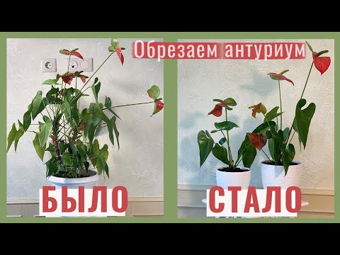 Видео: №10. Антуриум. Обрезка. Омоложение. Растения_из_кафе.