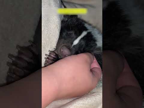 Видео: Скунс сам пришел к девушке во двор и она стала его мамой