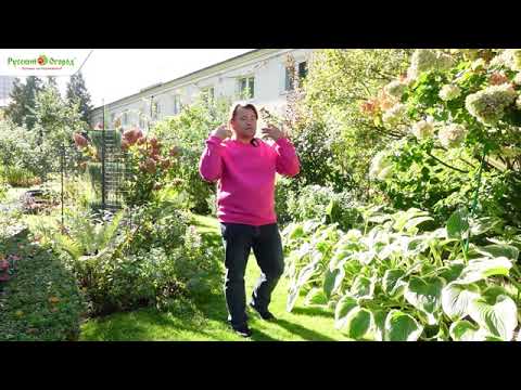 Видео: Обработка сада.