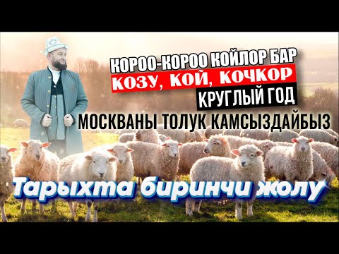 Видео: КЫРГЫЗДАР 🇰🇬 Тарыхта БИРИНЧИ болуп, ЖYЗ МИҢДЕГЕН тирүү койлор Москваны камсыз кылабыз дейт