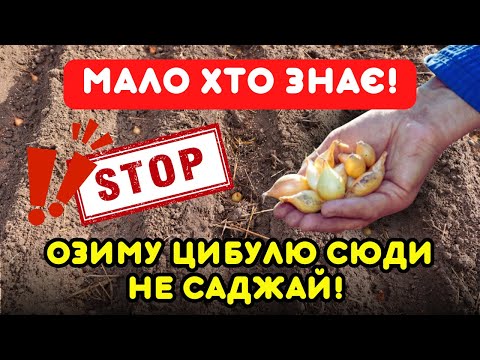 Видео: 6 ПЕКЕЛЬНИХ МІСЦЬ, де врожаю не буде! Де не можна садити озиму цибулю: які найгірші місця і найкращі