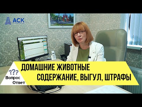 Видео: Правила и штрафы за выгул собак ➤Закон о бездомных животных ➤Каких животных можно содержать дома🔷АСК