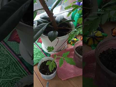 Видео: Мои комнатные цветы!!!