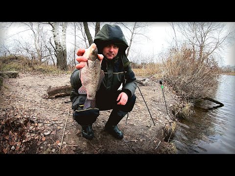 Видео: Риба зайшла на зимовку, карасі які рвуть повідки!