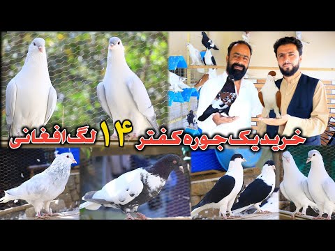 Видео: Корона желаний | Мой отец купил голубя за 14 афгани | Жизнь, посвящённая покупке и коллекциониров...