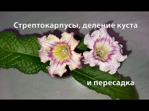 Видео: Стрептокарпусы, деление куста и пересадка, чтобы кустик активно рос и обильно цвел