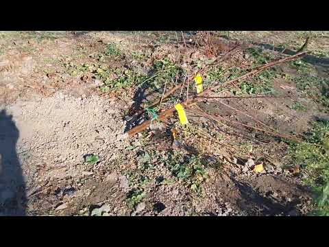 Видео: Съхранение на овошка до засаждането ѝ