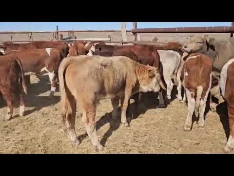 Видео: 26 БАС БУХАЛАР АРАЛАС ПАТСОСТАР САТЫЛАДЫ410 МЫН САУДАСЫ БАР 87059808399 