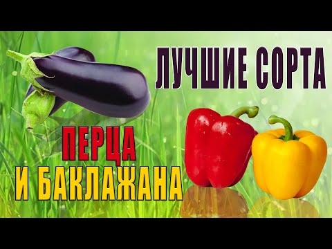 Видео: Лучшие сорта ПЕРЦА И БАКЛАЖАНА для вашего огорода