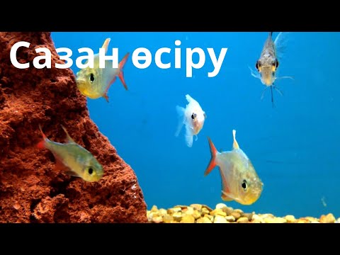 Видео: Сазан балық өсіру