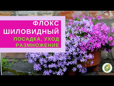 Видео: ФЛОКС ШИЛОВИДНЫЙ - посадка, уход, размножение