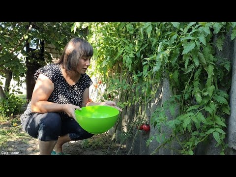 Видео: Зібрала помідорчики на насіння! 