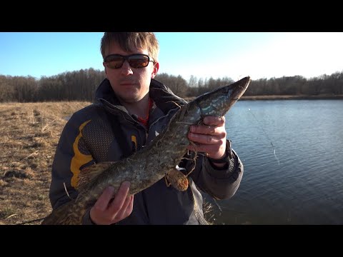 Видео: Ловля щуки на живца ранней весной