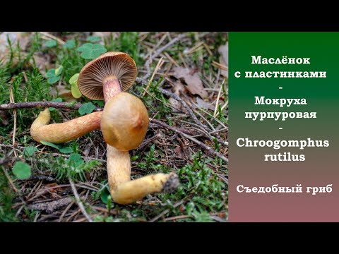 Видео: Пластинчатый маслёнок - Мокруха пурпуровая. Chroogomphus rutilus.