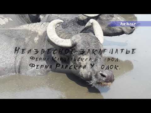 Видео: Неизвестное Закарпатье. #3 "Карпатський буйвіл", "Райський Куточок".