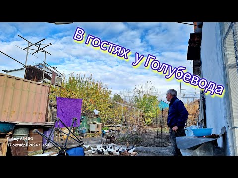 Видео: В гостях у Голубевода Валеры Талдыкорган. Декаративные породы голубей. #Голуби #голубеводы