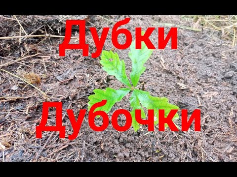 Видео: Дуб. Дубки. Пересадка.