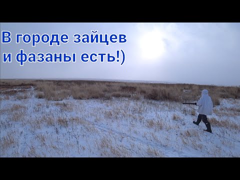 Видео: И сново зайцы под каждым кустом! В городе зайцев) и фазаны есть.