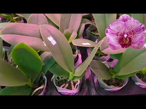 Видео: Обзор Шикарных Орхидей, из предзаказного альбома на ИЮЛЬ 2025 года.