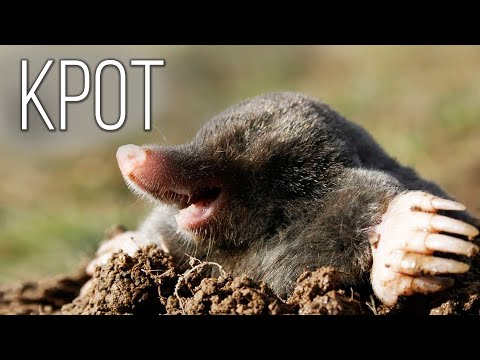 Видео: Крот: Подземный хозяин садов и огородов | Интересные факты крота