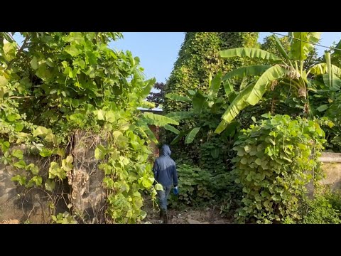 Видео: Лучшая трансформация заросшего сада перед школой. Уберите страшный заброшенный лекционный зал.