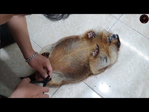 Видео: Лежу на спине, стригу ногти, это мой толстый сурок