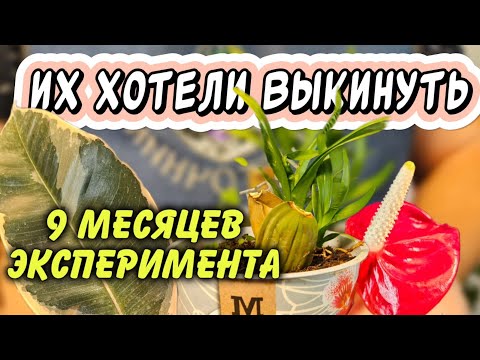 Видео: Их хотели выкинуть. 13 растений, 9 месяцев эксперимента. Что получилось?