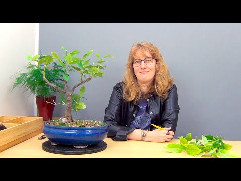 Видео: Бонсай из лимона (ч.9).