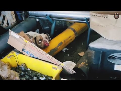 Видео: Оставленная после родов, она заплакала, когда новый хозяин поцеловал её.