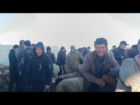 Видео: 9 ноябры 2025 жыл токмок мал базары койлордун баасы 