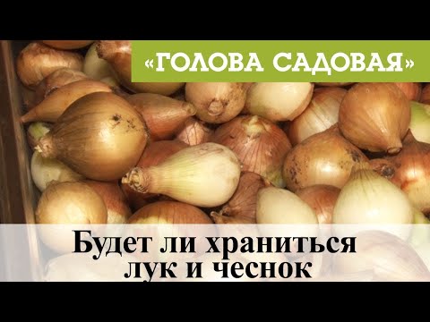 Видео: Голова садовая - Будет ли храниться лук и чеснок