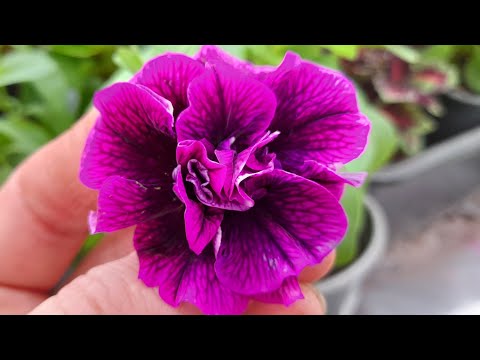 Видео: Новинки вегетативной петунии  расцвели!