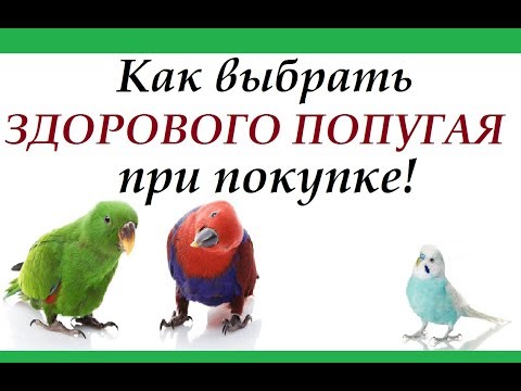 Видео: Покупка попугая! Как выбрать здорового попугая и не купить больного.