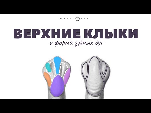 Видео: Морфология клыков и форма зубных дуг | CARVIDENT