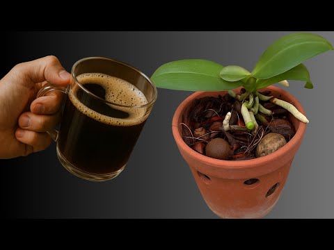 Видео: Всего 1 ложка! Корни орхидеи сразу же вырастут и будут цвести круглый год.