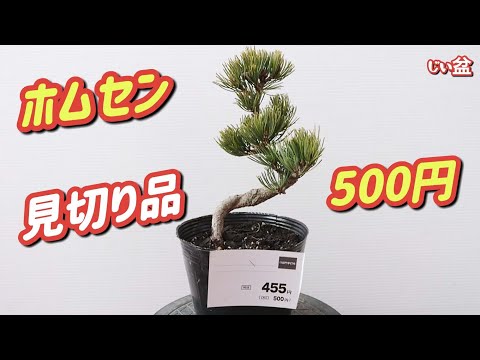 Видео: 500 иен🎉【Одна монета японская белая сосна. 】Покупка товаров по распродаже. / Как сделать бонсай