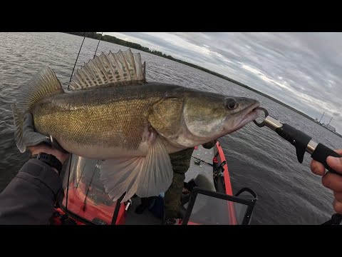 Видео: РЕКОРДНЫЙ СУДАК! КАМА,  КАМСКОЕ , ДОБРЯНКА, ДЕДЮХА!