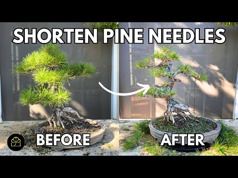 Видео: Как обрезать бонсай из японской черной сосны