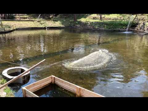 Видео: Добринище Рибарника хвърляне на срекме!