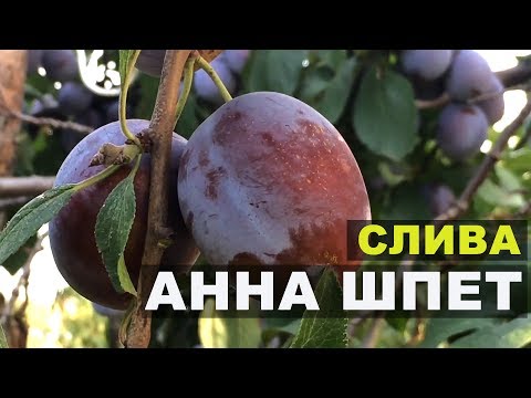 Видео: Пирамидальная домашняя Слива Анна Шпет - родом из Германии